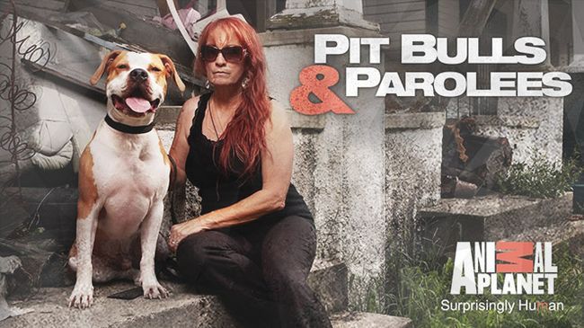 Animal planet officiellement renouvelé Pitbulls et prisonniers pour la saison 8 à l'avant première à l'automne 2016 Photo