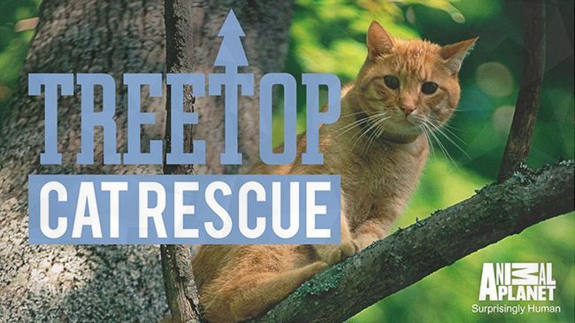 Cat Treetop saison de Rescue 2 Date de sortie